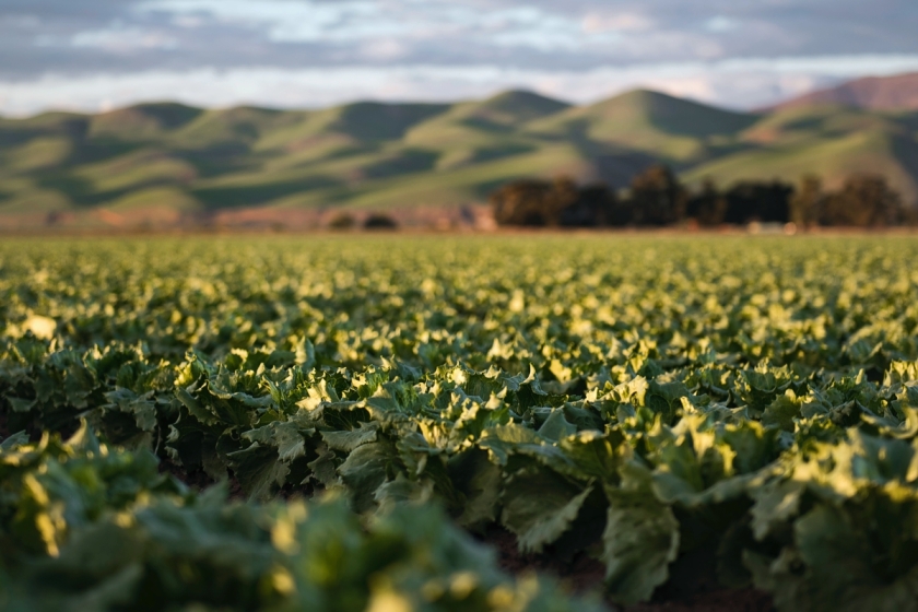 Protection: the tariff quota on tobacco helps US growers | Tim Mossholder, Unsplash licence
